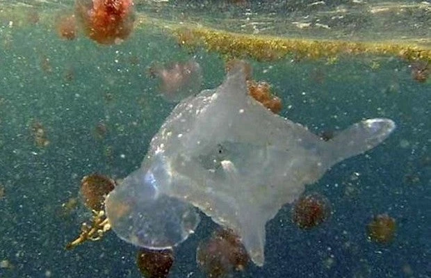 Ο εφιάλτης με τις τσούχτρες… επέστρεψε – Ανεξήγητο φαινόμενο; – Βίντεο